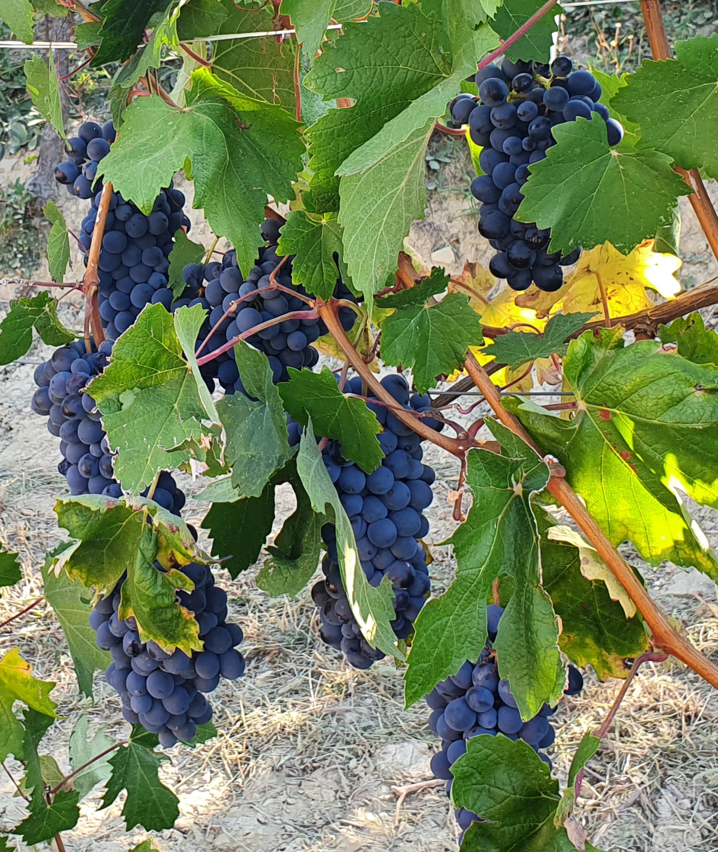 紅酒怎麼釀