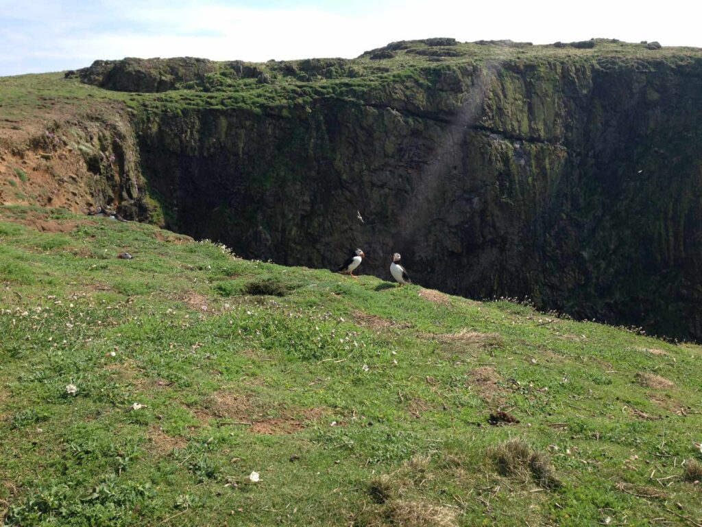 Skomer Island斯科默島