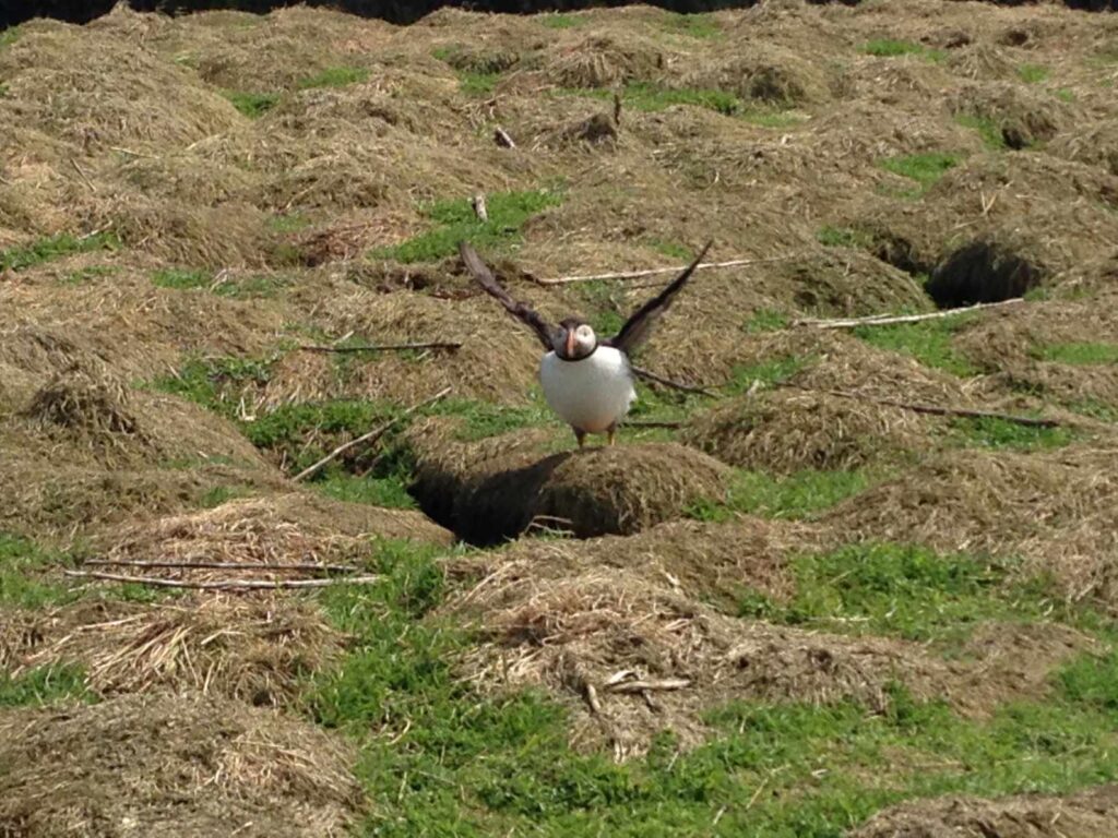 Skomer Island斯科默島