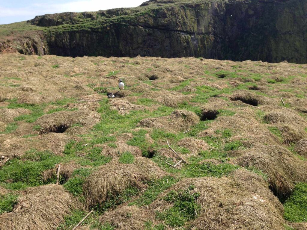 Skomer Island斯科默島