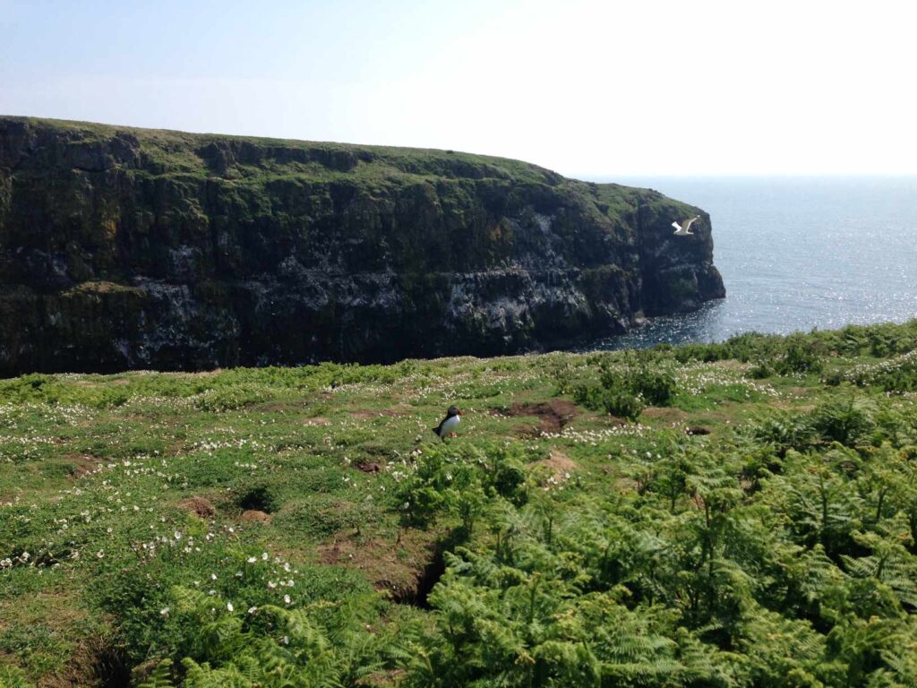 Skomer Island斯科默島