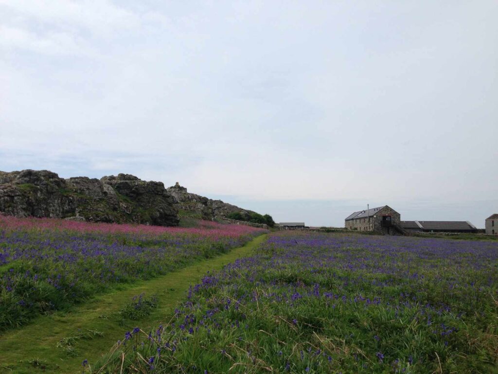 Skomer Island斯科默島