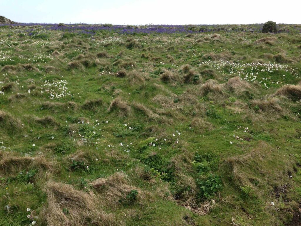 Skomer Island斯科默島