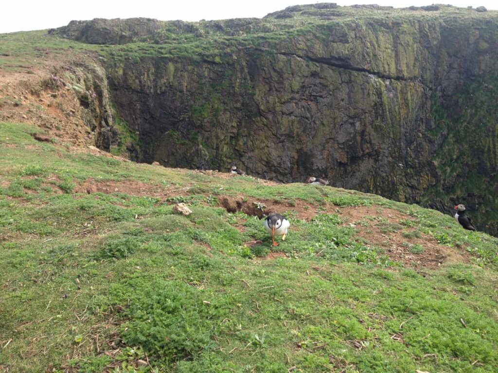 Skomer Island斯科默島