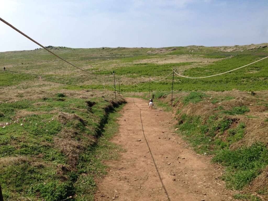 Skomer Island斯科默島