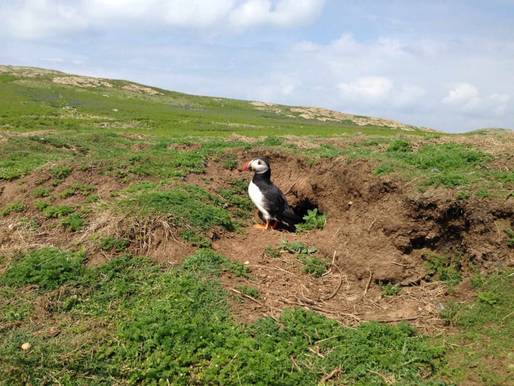 Skomer Island斯科默島