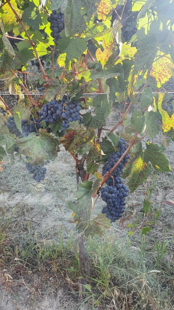 Dolcetto