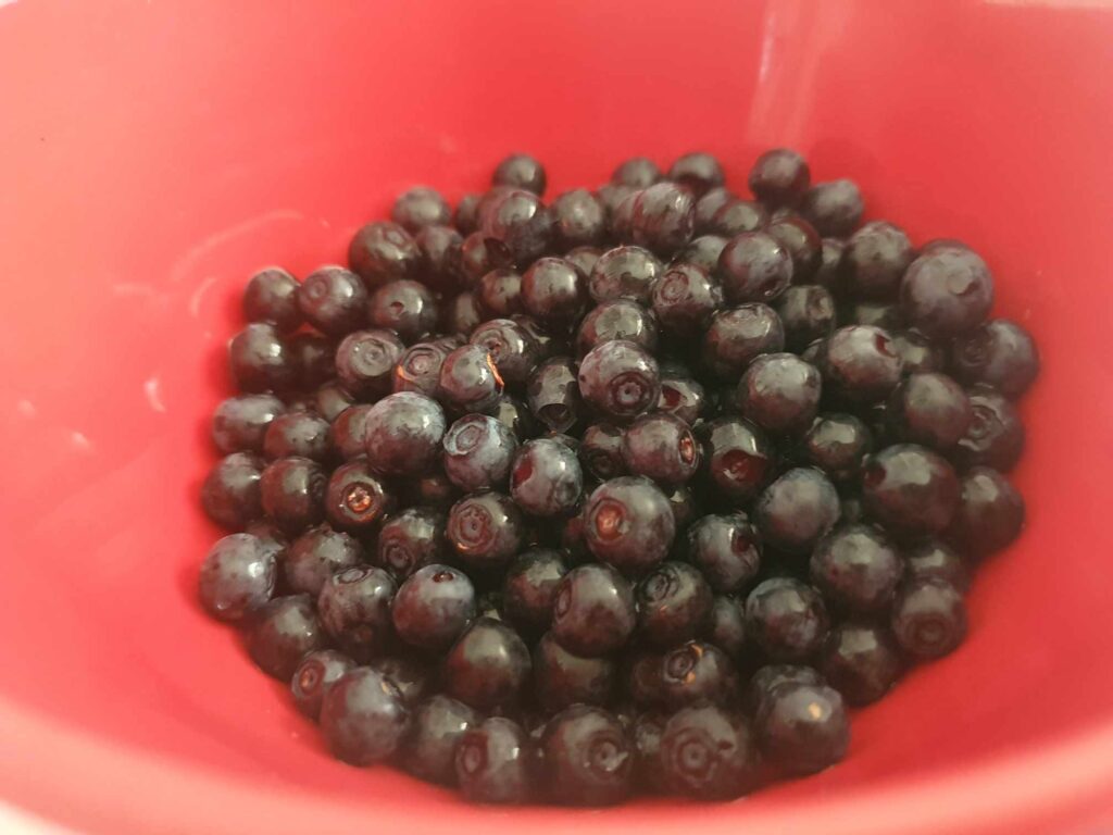 野生藍莓bilberry