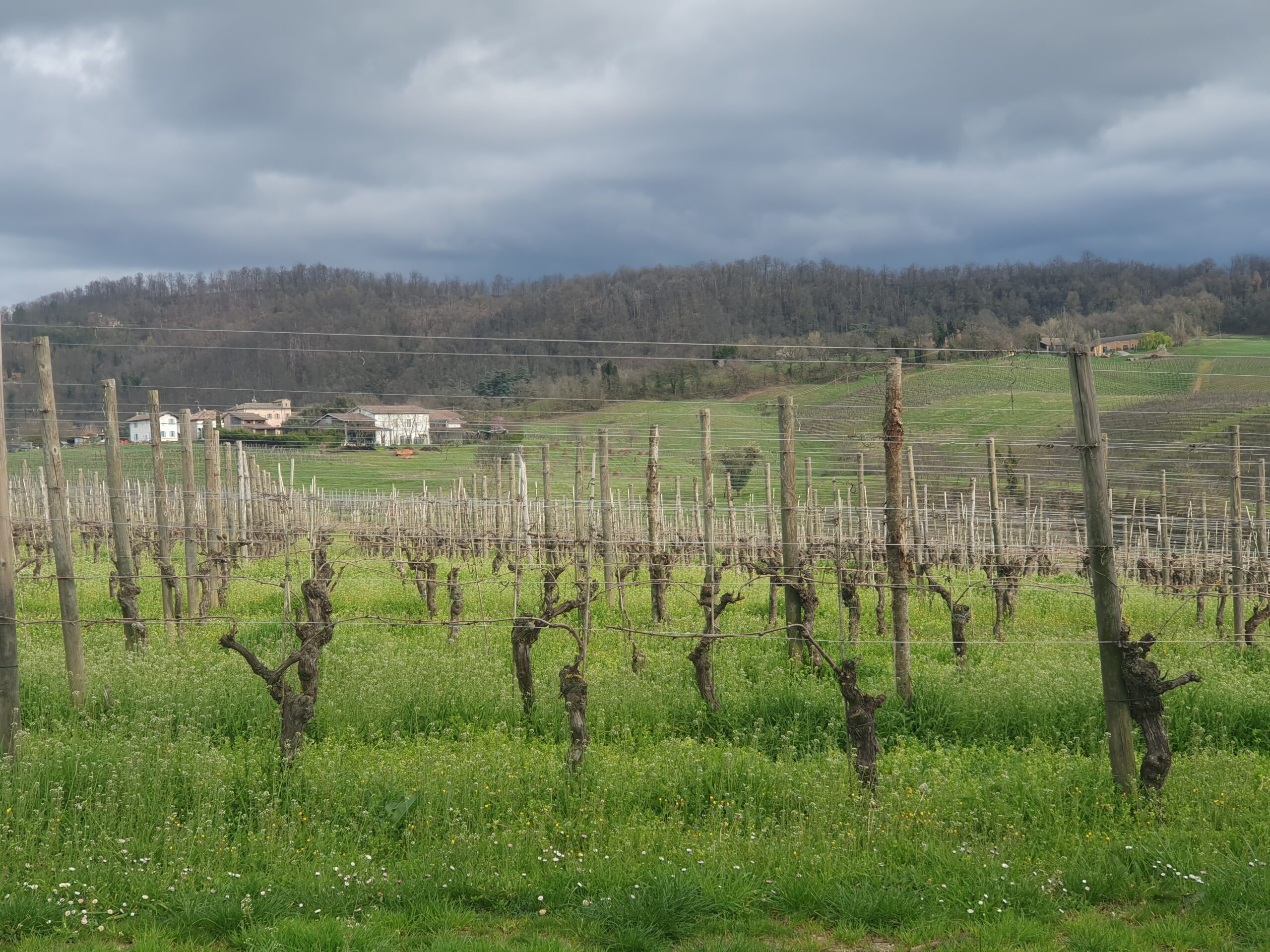 Pinot Noir, Oltrepò Pavese