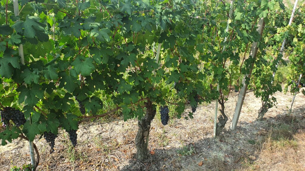 How is wine made? 葡萄酒是怎麽釀成的?