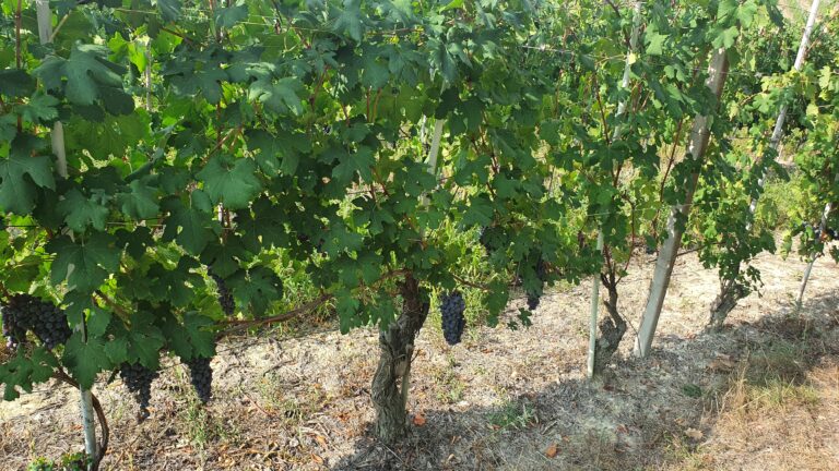 How is wine made? 葡萄酒是怎麼釀成的?